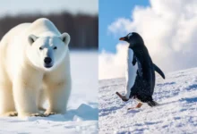 Arctic और Antarctica के बीच 5 बड़े अंतर